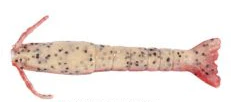 Berkley Gulp Shrimp Lures - Image 10