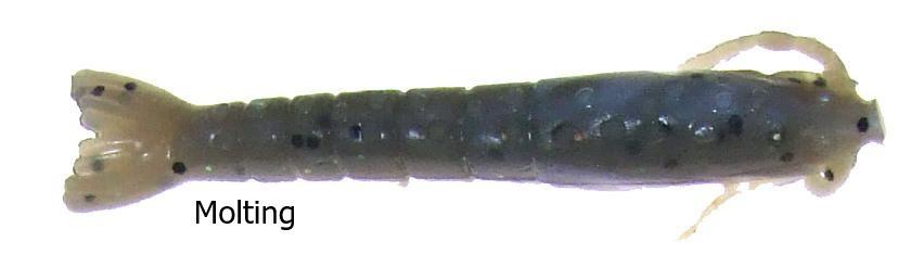 Berkley Gulp Shrimp Lures - Image 2